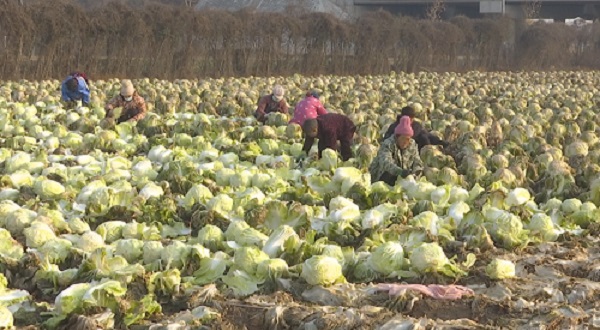 微信圖片_白菜.jpg